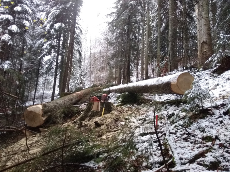 Travaux forestiers Sallanches 74